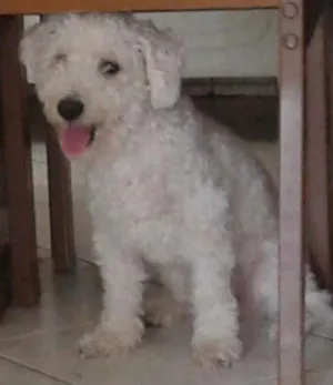 Cachorro raça Poodle idade 1 ano nome Naty
