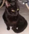 Gato