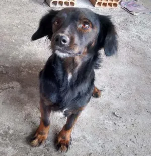 Cachorro raça Não sei idade 1 ano nome Belinha