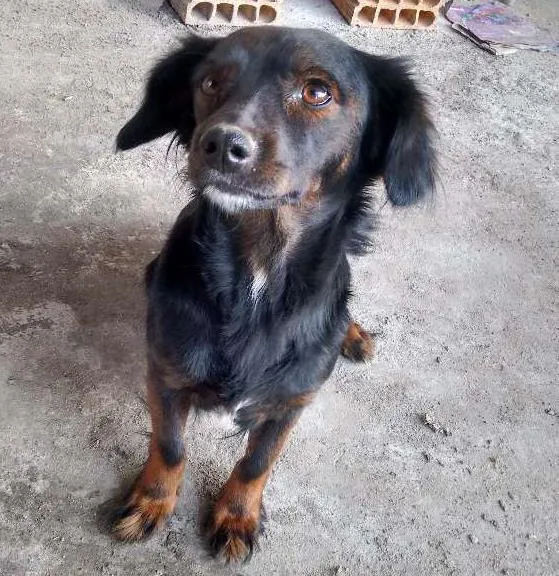 Cachorro ra a Não sei idade 1 ano nome Belinha