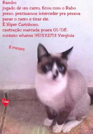 Gato raça Siamês idade 1 ano nome Rambo