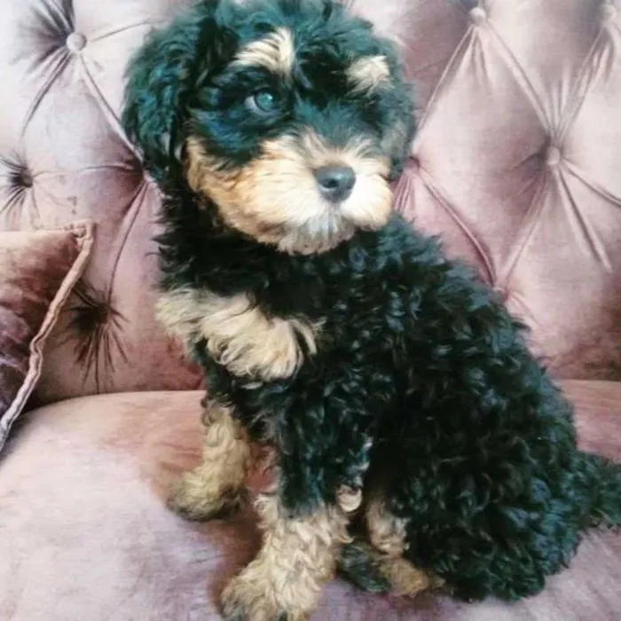Cachorro ra a Poodle idade 2 a 6 meses nome sem nome