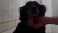medroso
