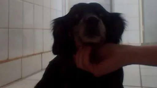 Cachorro ra a  idade  nome medroso