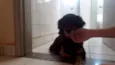 medroso
