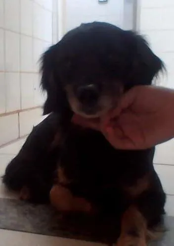Cachorro ra a  idade  nome medroso