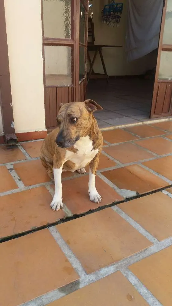 Cachorro ra a Vira Amor idade 2 anos nome Kira