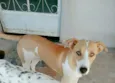 Príncipe
