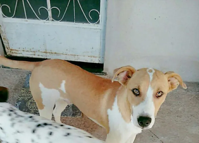 Cachorro raça Mestiço idade 7 a 11 meses nome Príncipe