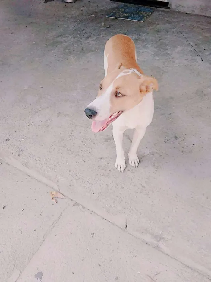 Cachorro raça Mestiço idade 7 a 11 meses nome Príncipe