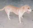 Príncipe