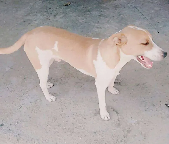 Cachorro raça Mestiço idade 7 a 11 meses nome Príncipe