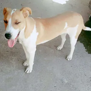 Cachorro raça Mestiço idade 7 a 11 meses nome Príncipe