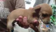Bebe