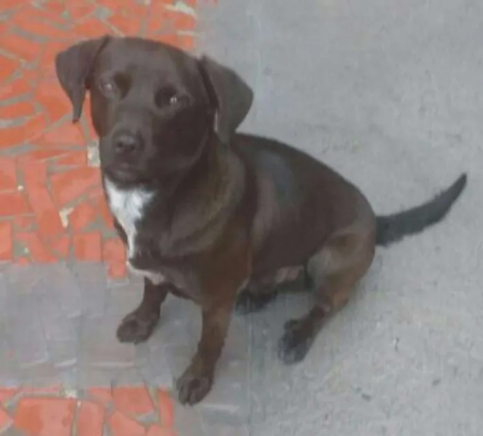 Cachorro ra a SRD idade 1 ano nome Jow