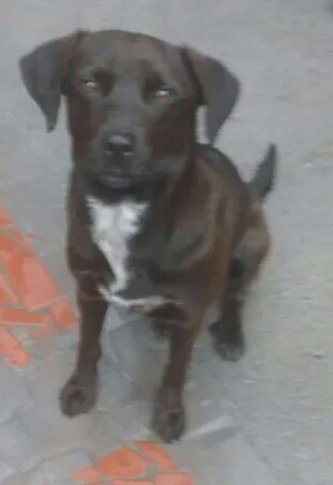 Cachorro raça SRD idade 1 ano nome Jow