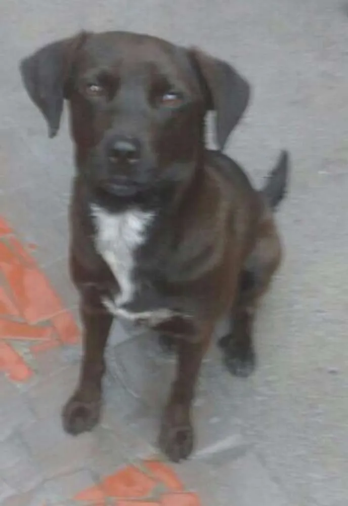 Cachorro ra a SRD idade 1 ano nome Jow