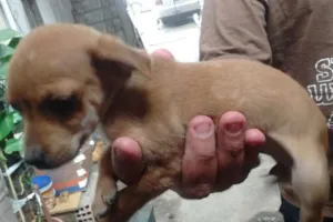 Cachorro raça SRD idade 2 a 6 meses nome Bebe
