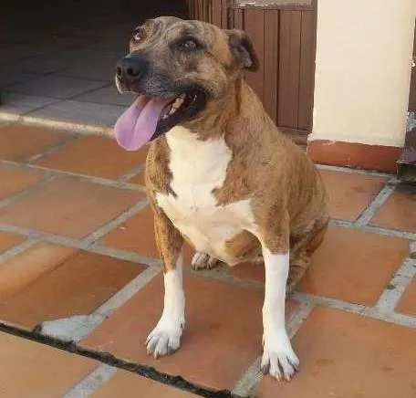 Cachorro ra a Vira Amor idade 2 anos nome Kira