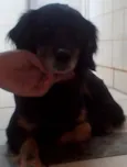 medroso