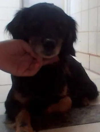 Cachorro ra a  idade  nome medroso
