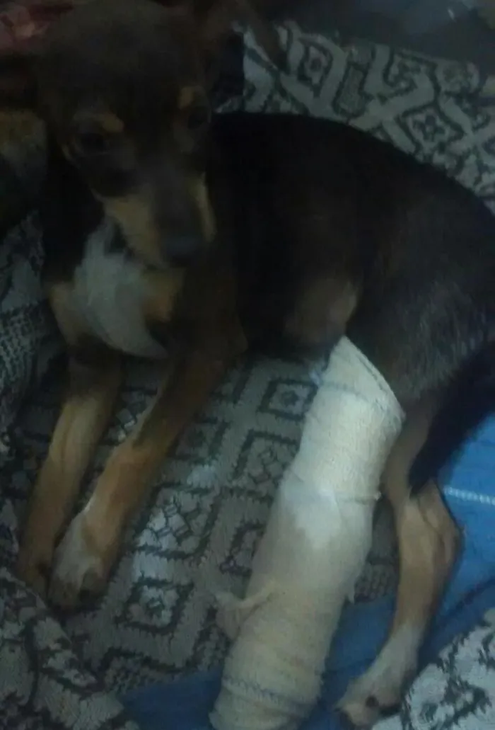 Cachorro ra a vira lata idade 2 a 6 meses nome não tem nome