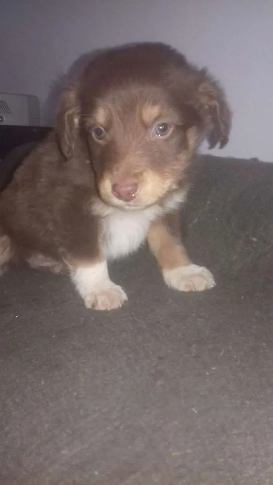 Cachorro ra a Border Collie idade Abaixo de 2 meses nome Paçoca