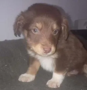 Cachorro raça Border Collie idade Abaixo de 2 meses nome Paçoca