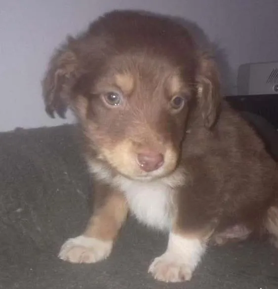 Cachorro ra a Border Collie idade Abaixo de 2 meses nome Paçoca