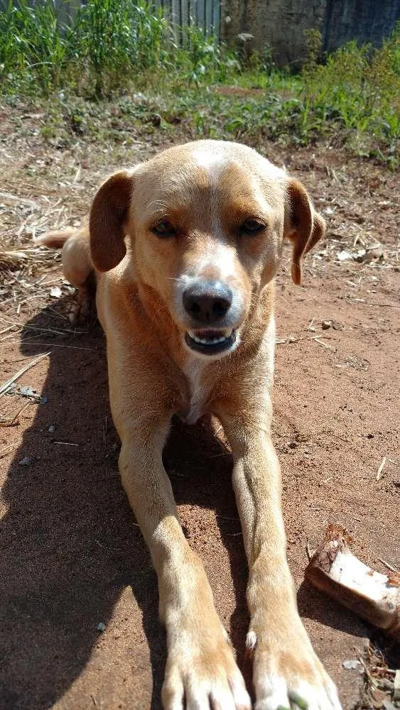 Cachorro ra a Vira lata idade 2 anos nome Perceu