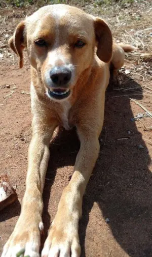 Cachorro raça Vira lata idade 2 anos nome Perceu