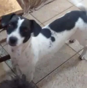 Cachorro raça  idade 1 ano nome Cindy