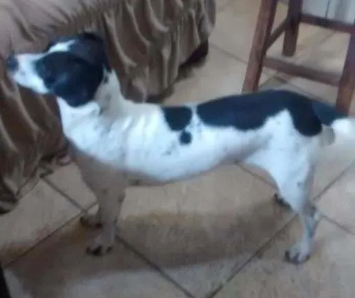Cachorro ra a  idade 1 ano nome Cindy