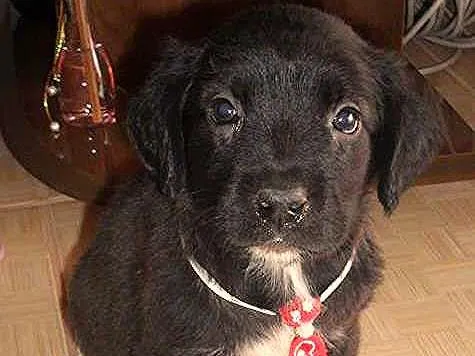 Cachorro ra a Não definida idade Abaixo de 2 meses nome SPIKE