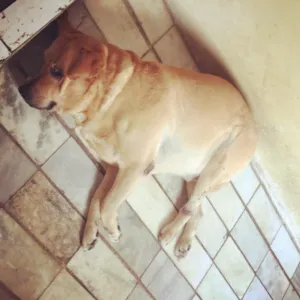 Cachorro raça Labrador idade 6 ou mais anos nome Scoott