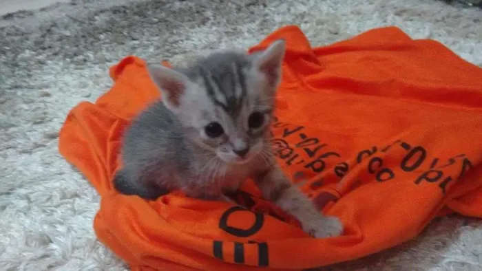 Gato ra a Gatinho idade Abaixo de 2 meses nome Sem nome