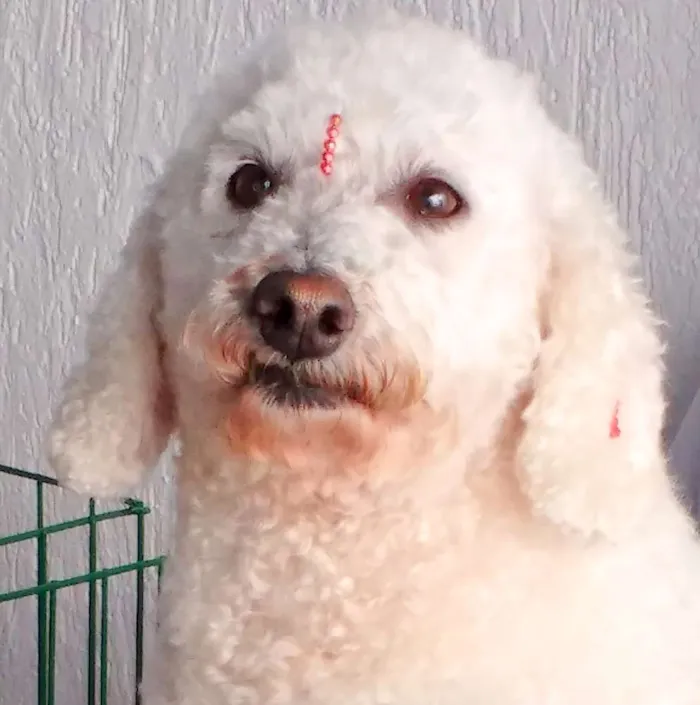 Cachorro ra a  idade 6 ou mais anos nome Belinha Poodle