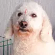 Belinha Poodle