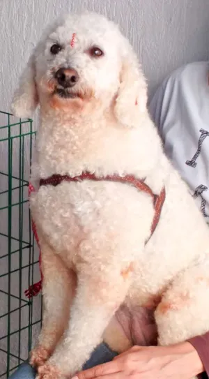Cachorro raça  idade 6 ou mais anos nome Belinha Poodle