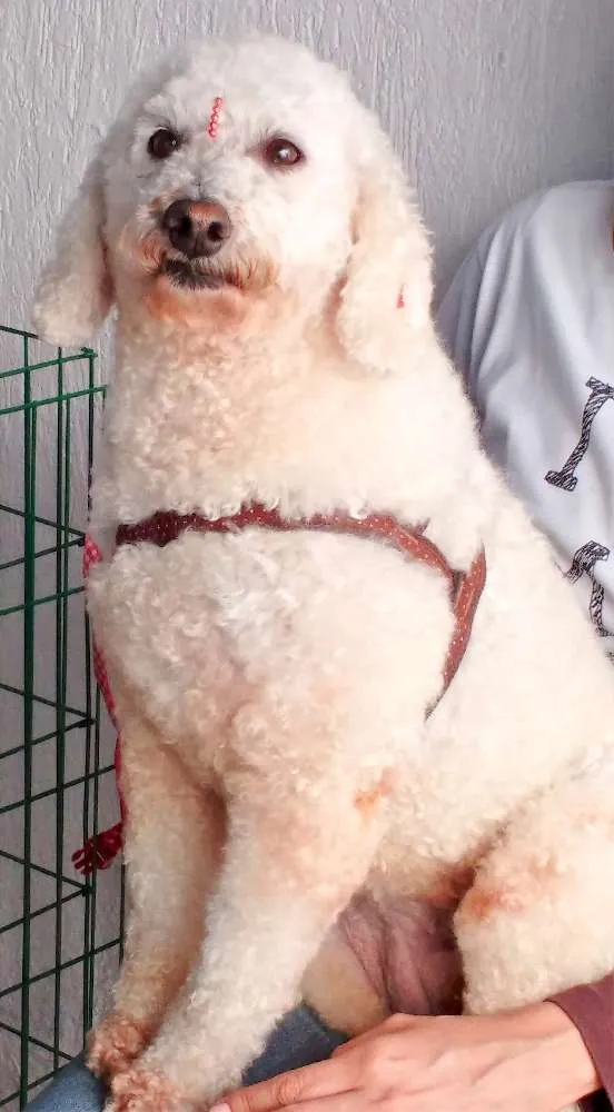 Cachorro ra a  idade 6 ou mais anos nome Belinha Poodle