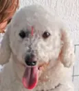 Belinha Poodle