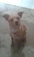 Mel