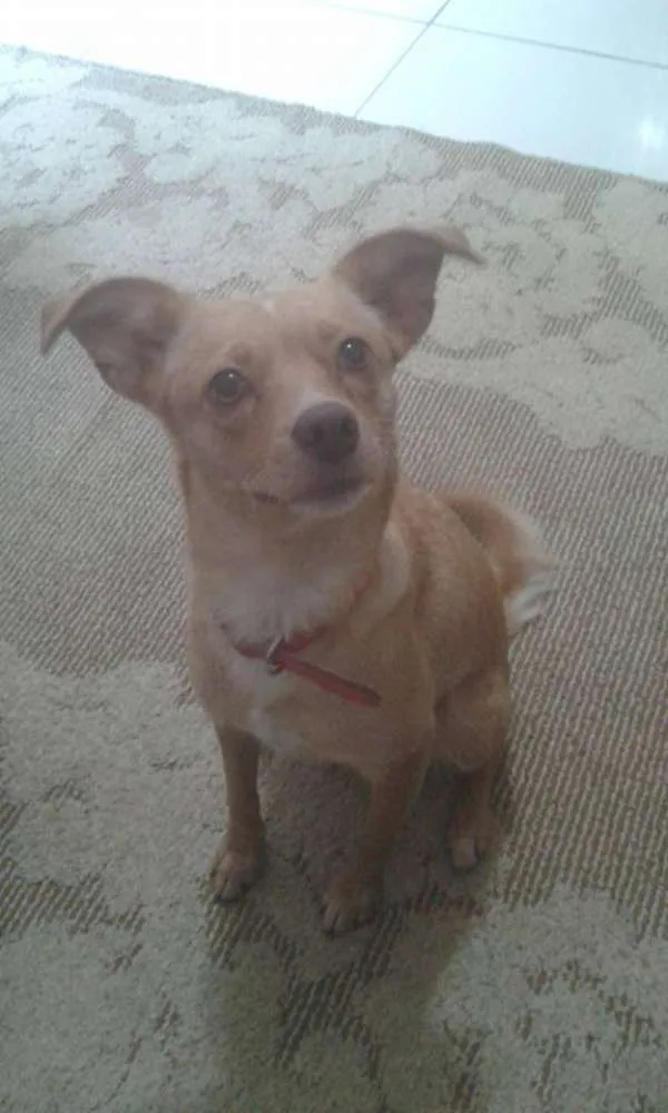 Cachorro ra a SRD idade 2 anos nome Mel