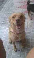 Mel