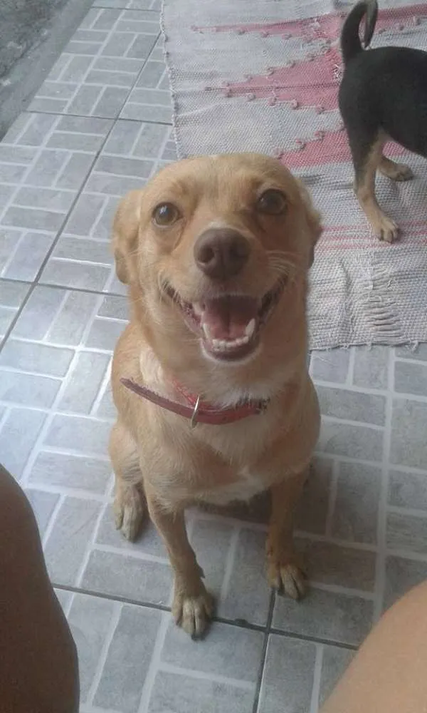 Cachorro ra a SRD idade 2 anos nome Mel