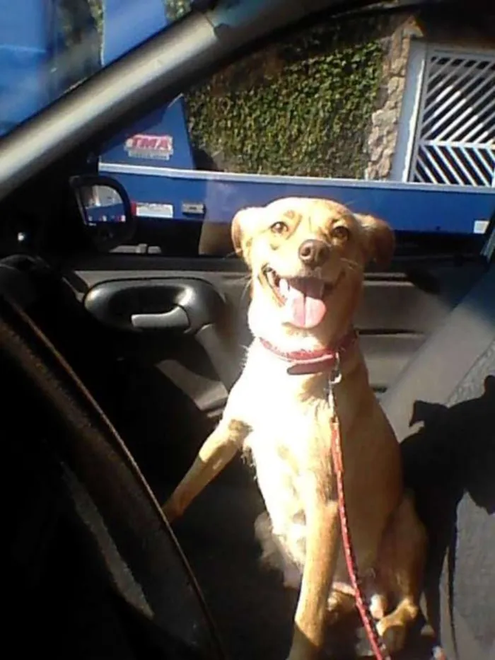 Cachorro ra a SRD idade 2 anos nome Mel