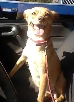 Cachorro raça SRD idade 2 anos nome Mel