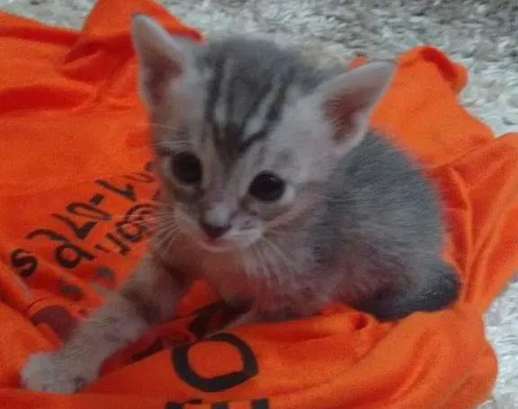Gato ra a Gatinho idade Abaixo de 2 meses nome Sem nome