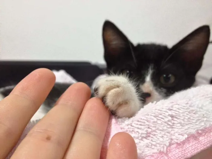 Gato ra a SRD idade 2 a 6 meses nome Lego