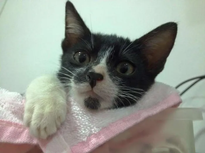Gato ra a SRD idade 2 a 6 meses nome Lego
